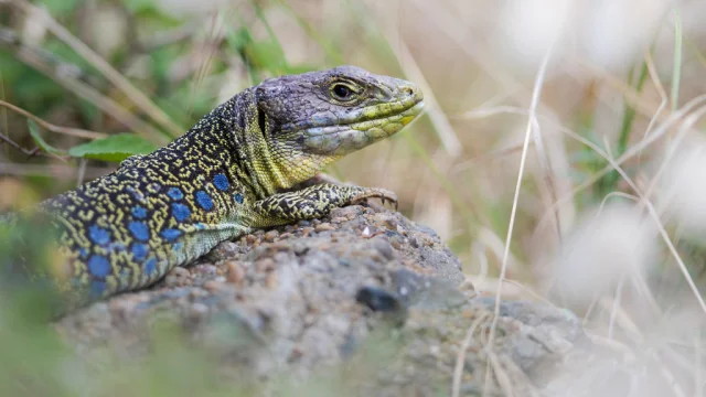 Lézard ocellé