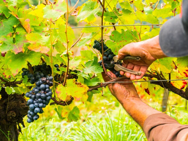 Sur les coteaux du Fel, les vendanges sont effecuées manuellement dans les vignes en terrasse
